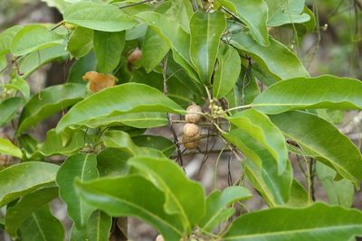 Sarcomelicope simplicifolia, photographed by Greg Tasney