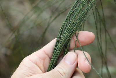 Casuarina glauca, photographed by Greg Tasney