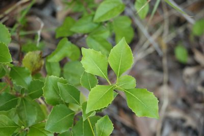 Auranticarpa rhombifolia, photographed by Greg Tasney