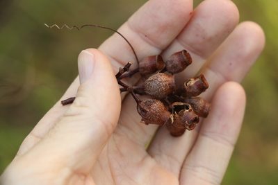 Corymbia intermedia, photographed by Greg Tasney
