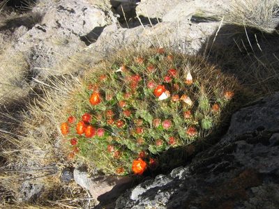 Cumulopuntia ignescens, photographed by cstobie