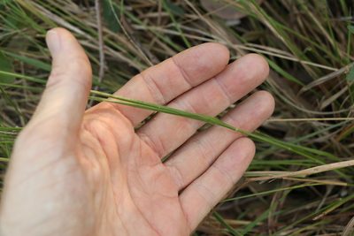 Panicum effusum, photographed by Greg Tasney