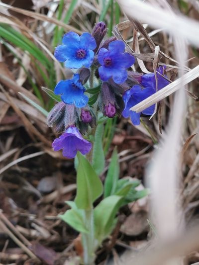 Pulmonaria australis, photographed by Ljaž