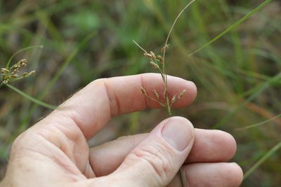 Fimbristylis dichotoma, photographed by Greg Tasney