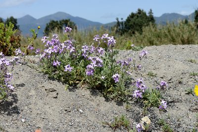 Matthiola tricuspidata, photographed by hecklemore