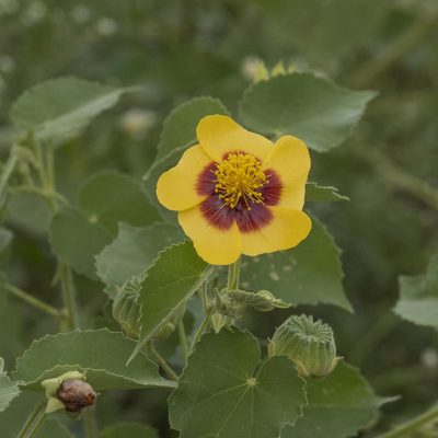 Abutilon hirtum, photographed by Paulmathi Vinod