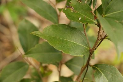 Celtis paniculata, photographed by Greg Tasney