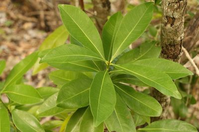 Planchonella chartacea, photographed by Greg Tasney