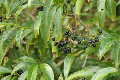 Pavetta australiensis, photographed by Greg Tasney