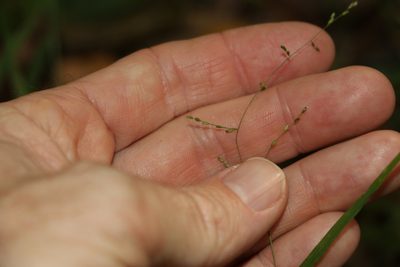 Ottochloa gracillima, photographed by Greg Tasney