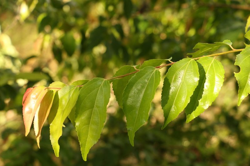 Flacourtia jangomas, photographed by Greg Tasney