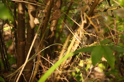 Flacourtia jangomas, photographed by Greg Tasney