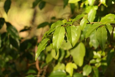 Flacourtia jangomas, photographed by Greg Tasney