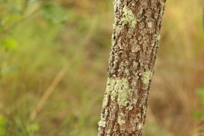 Casuarina glauca, photographed by Greg Tasney