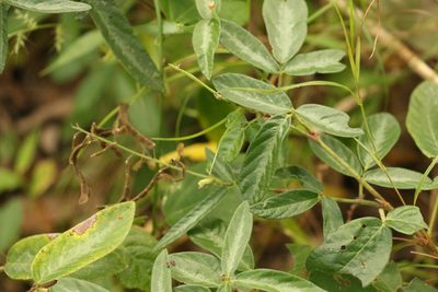 Desmodium incanum, photographed by Greg Tasney