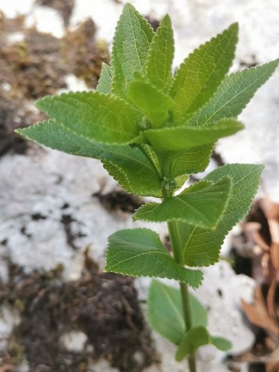 Mercurialis ovata, photographed by Ljaž