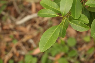 Acronychia laevis, photographed by Greg Tasney