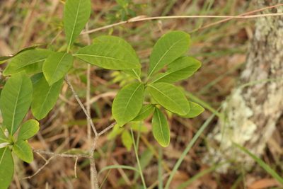 Tabernaemontana pandacaqui, photographed by Greg Tasney
