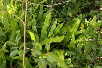 Microsorum punctatum, photographed by Greg Tasney