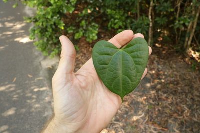 Tinospora smilacina, photographed by Greg Tasney