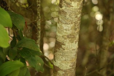 Acacia bakeri, photographed by Greg Tasney
