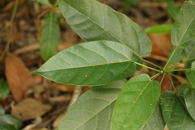 Sterculia quadrifida, photographed by Greg Tasney