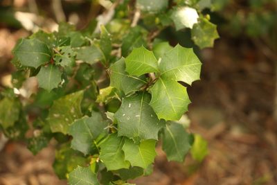 Alchornea ilicifolia, photographed by Greg Tasney