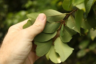 Bridelia leichhardtii, photographed by Greg Tasney