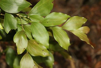 Acacia bakeri, photographed by Greg Tasney