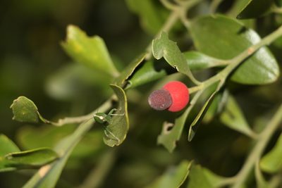 Exocarpos latifolius, photographed by Greg Tasney