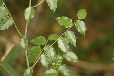 Ventilago pubiflora, photographed by Greg Tasney