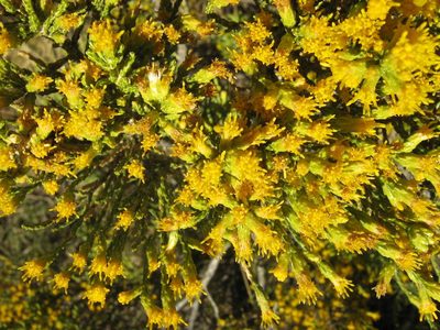 Parastrephia quadrangularis, photographed by cstobie