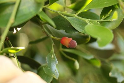 Exocarpos latifolius, photographed by Greg Tasney