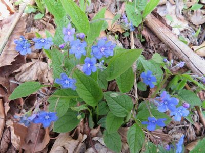 Omphalodes verna, photographed by Marco Mussita