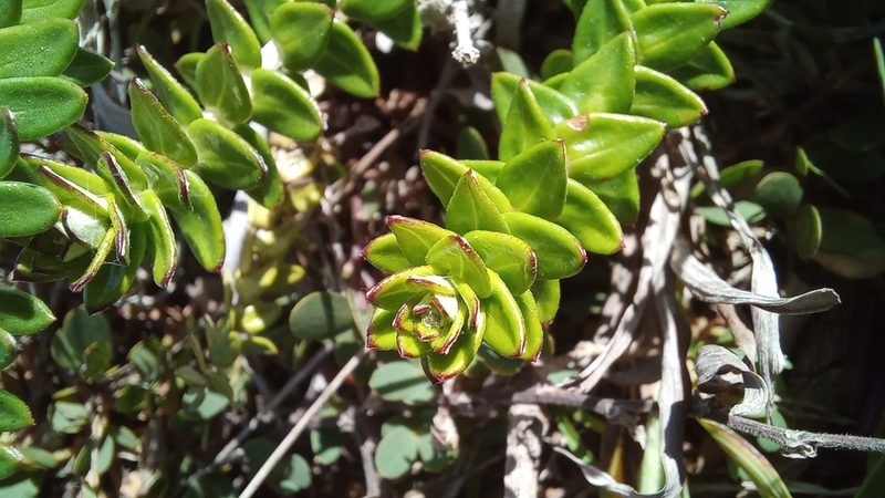 Baccharis gnaphalioides, photographed by JG