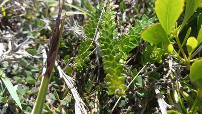 Baccharis gnaphalioides, photographed by JG