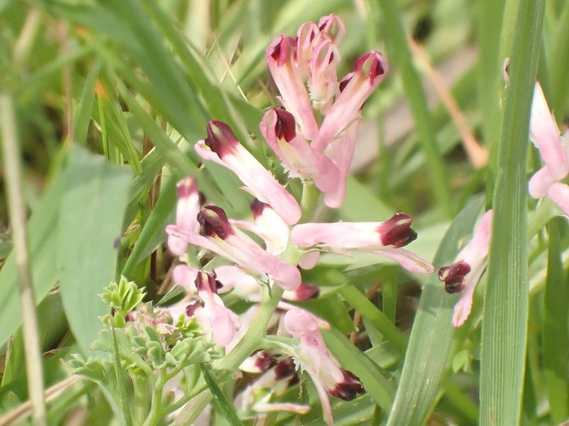 Fumaria bastardii, photographed by John Lyden