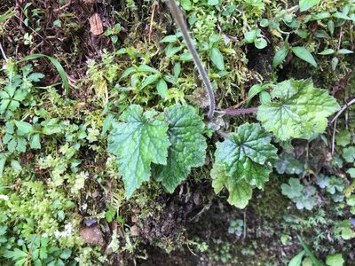 Asimitellaria formosana, photographed by 何小花