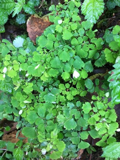 Dichocarpum adiantifolium, photographed by 何小花