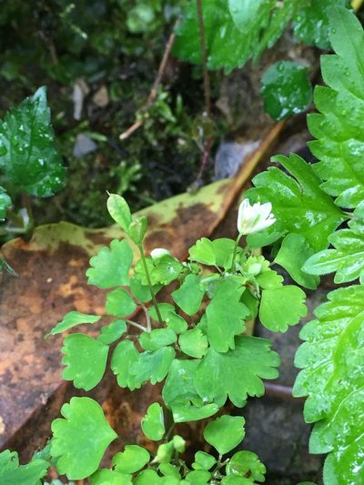 Dichocarpum adiantifolium, photographed by 何小花