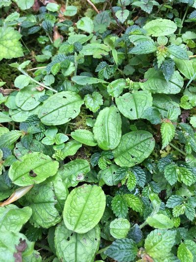 Trigonotis formosana, photographed by 何小花