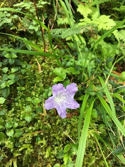 Strobilanthes rankanensis, photographed by 何小花