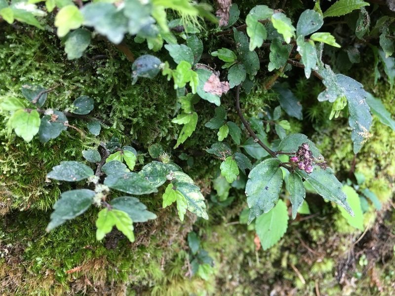 Elatostema radicans, photographed by 何小花