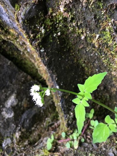Valeriana flaccidissima, photographed by 何小花