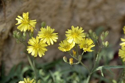 Ixeris chinensis, photographed by Zinogre