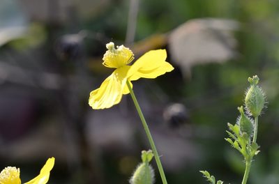 Dicranostigma leptopodum, photographed by Zinogre