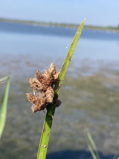 Schoenoplectus triqueter, photographed by Andre Hosper
