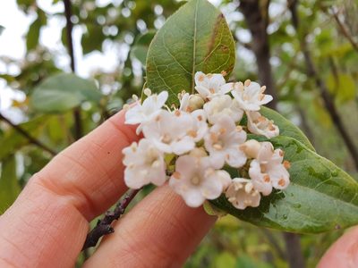 Viburnum tinus, photographed by Tania Walisch