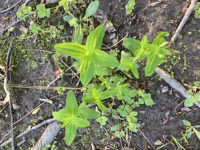 Hypericum mutilum, photographed by Daniel Patterson