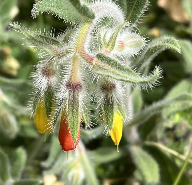 Onosma frutescens, photographed by Bob Walker